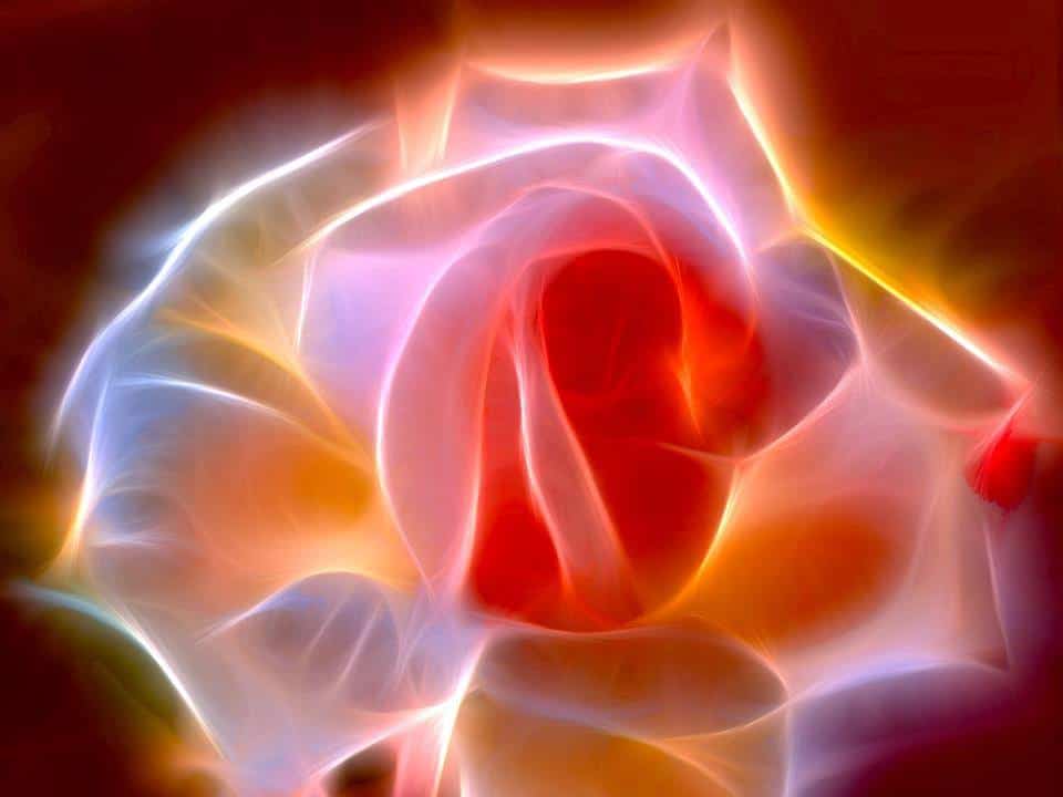 picture of rose with light behind it expressing energy healing