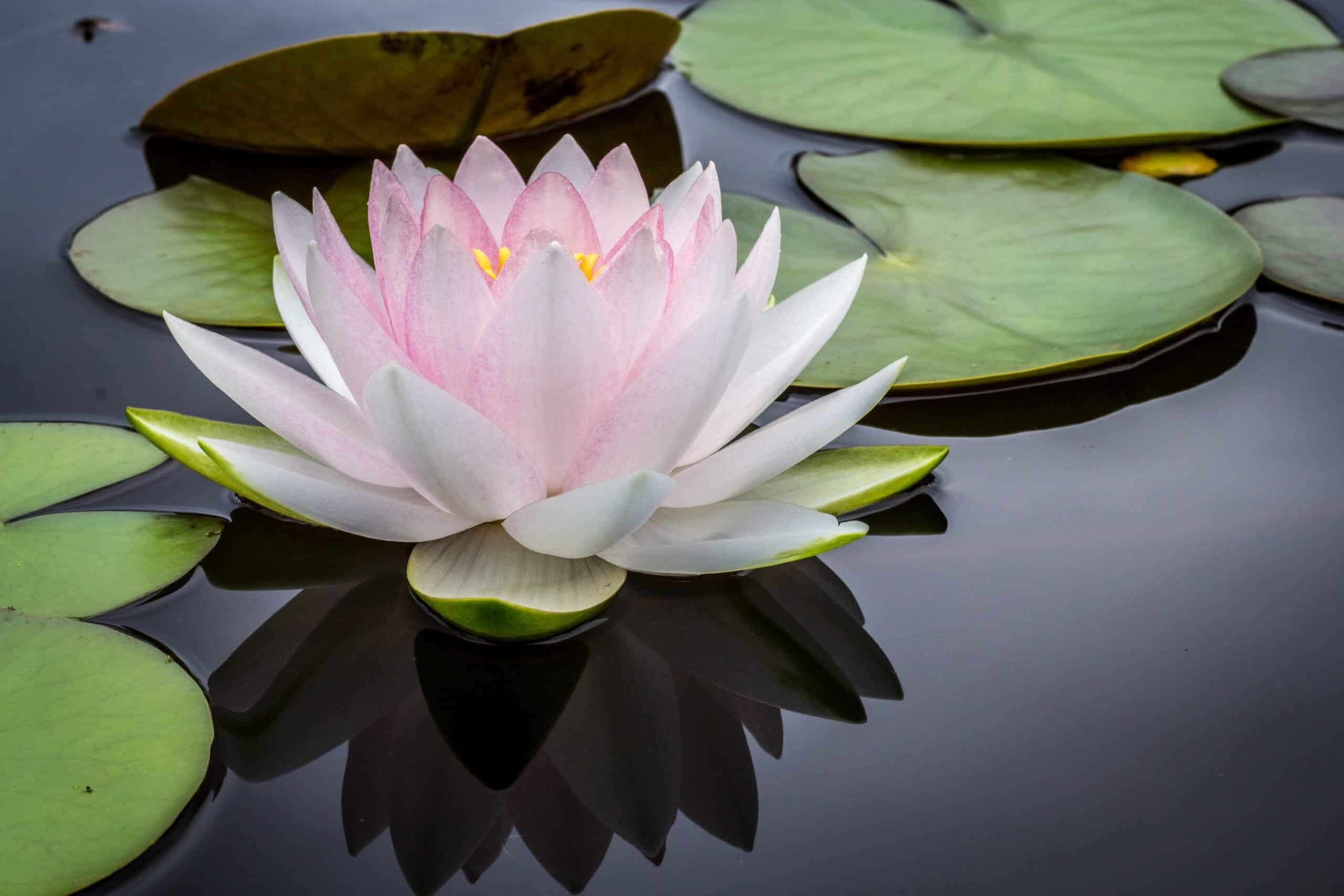 Image of a lilly sitting in a pond near lilly pads