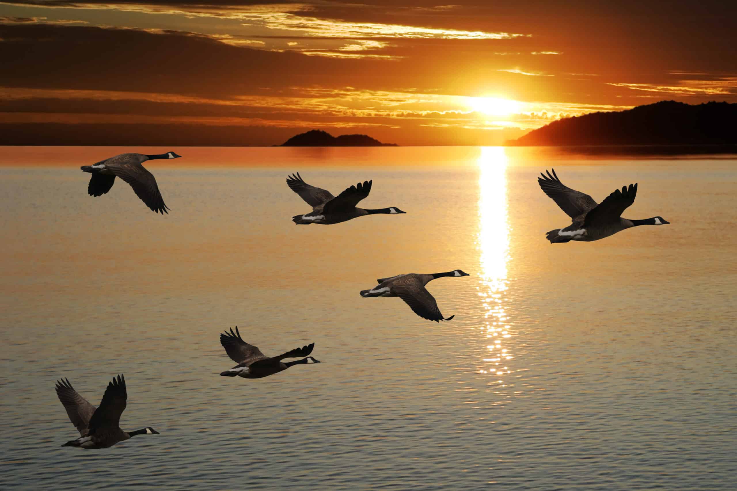Image of geese flying over a body of water to illustrate a blog post about personal sovereignty